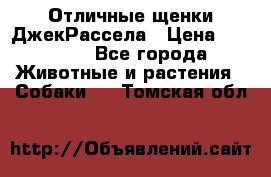 Отличные щенки ДжекРассела › Цена ­ 50 000 - Все города Животные и растения » Собаки   . Томская обл.